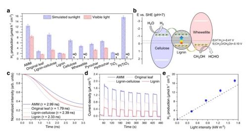 將枯葉轉(zhuǎn)化為活性多功能材料 蒸發(fā)器、光催化劑和生物塑料的創(chuàng)新應(yīng)用